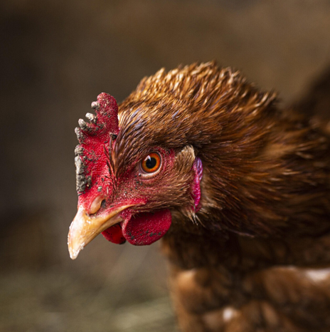 Lire la suite à propos de l’article Le contrat poulet 2026 est disponible.